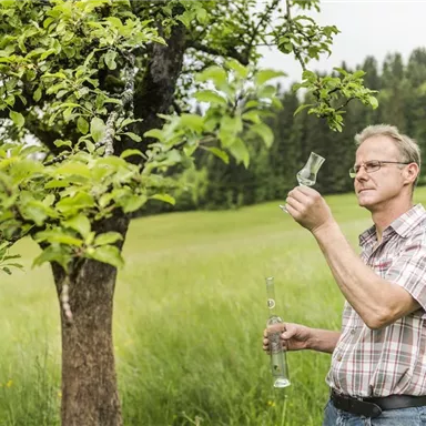 Ein Mann untersucht einen Baum in einem grünen Feld. Er hält ein Glasgerät in der Hand und schaut aufmerksam.