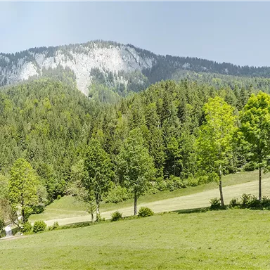 Eine malerische Landschaft mit grünen Wiesen und Bäumen. Im Hintergrund erheben sich majestätische Berge.