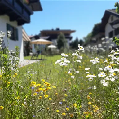 A beautiful garden with colorful wildflowers and a bright meadow. In the background, some houses and a sun umbrella are visible.