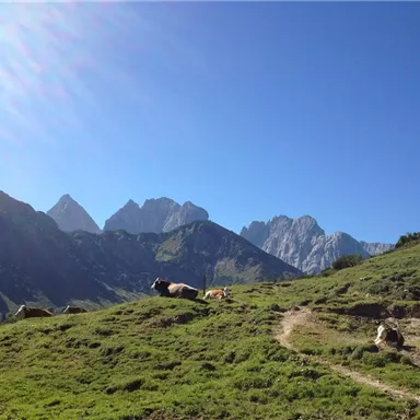 A green meadow with cows and majestic mountains in the background. The sky is clear and blue.