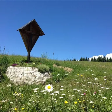 A meadow full of colorful wildflowers under a clear blue sky. In the foreground stands a wooden stand.