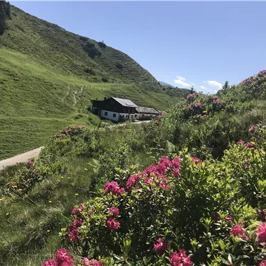 A picturesque landscape with green hills and colorful flowers in the foreground. In the background, there is a charming house under a clear blue sky.