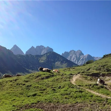 An idyllic mountain landscape with green meadows and majestic peaks in the background. A few cows graze peacefully in the sun.