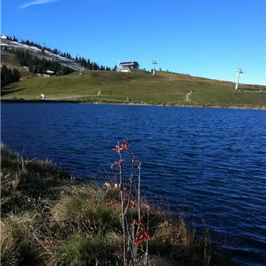A quiet lake surrounded by green meadows and mountains. The sky is clear and blue, with a few clouds.