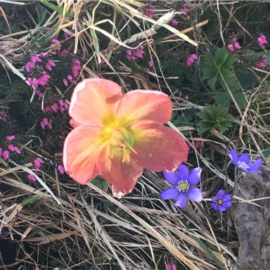 A blooming plant with a pink flower and small blue and pink flowers in the background. The surroundings are characterized by dry grass and plant debris.