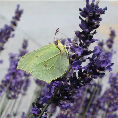 A beautiful butterfly sits on purple lavender flowers. The background is blurred and conveys a peaceful atmosphere.