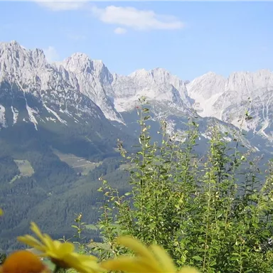 A beautiful mountain landscape with high peaks and a radiant blue sky. In the foreground, yellow flowers are blooming.