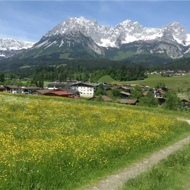 Eine malerische Landschaft mit grünen Wiesen und bunten Blumen. Im Hintergrund erheben sich majestätische Berge mit schneebedeckten Gipfeln.