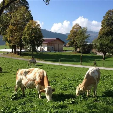 An idyllic meadow with cows grazing. In the background, there is a farmhouse and trees, surrounded by gentle hills.