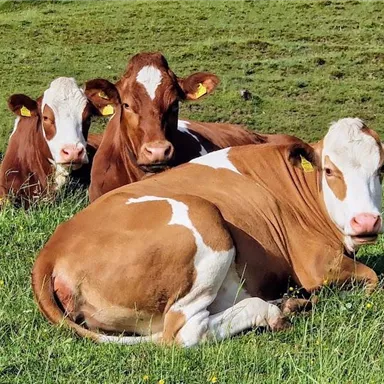Eine Gruppe von Kühen liegt auf einer grünen Wiese. Im Hintergrund sind weitere Kühe zu sehen.