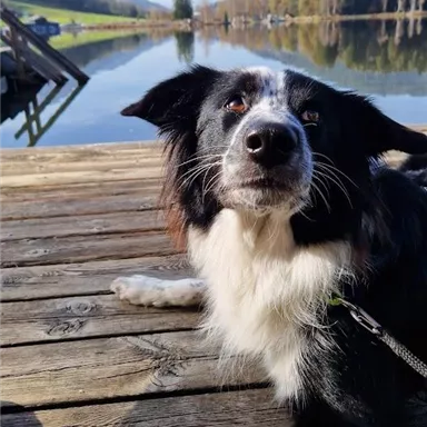 Ein Hund liegt entspannt auf einem Holzsteg. Im Hintergrund spiegeln sich die Berge und der Himmel im ruhigen Wasser.