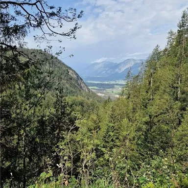 Eine malerische Aussicht auf ein grünes Tal umgeben von hohen Bäumen. Im Hintergrund sind Berge und ein klarer Himmel zu sehen.