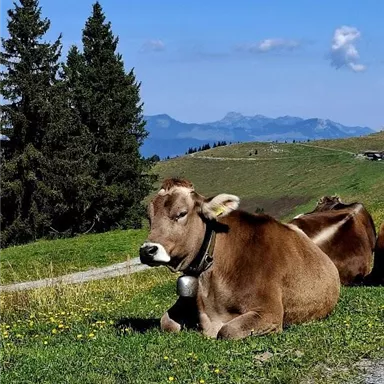 Eine gemütliche Kuh liegt auf der Wiese und genießt die Sonne. Im Hintergrund sind grüne Hügel und ein blauer Himmel zu sehen.