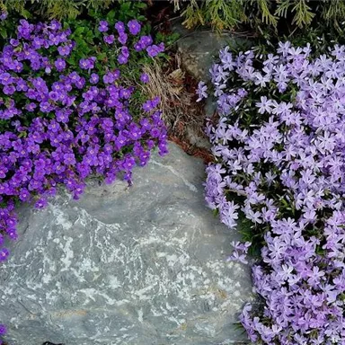 Ein schöner Garten mit lilanen und violetten Blumen, die einen Stein umgeben. Die Pflanzen bilden einen harmonischen Kontrast zur natürlichen Umgebung.