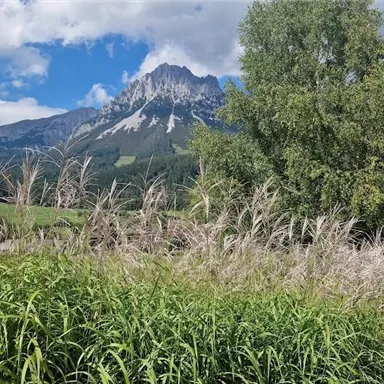 Eine grüne Landschaft mit hohem Gras, Bäumen und majestätischen Bergen im Hintergrund. Der Himmel ist teilweise bewölkt und vermittelt eine ruhige Atmosphäre.