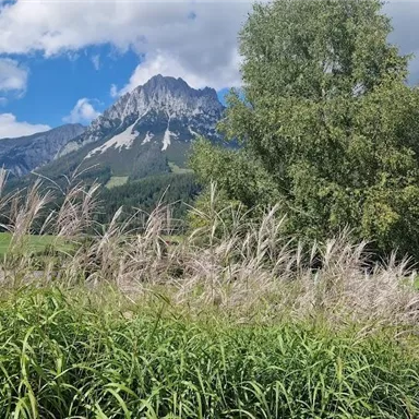 Eine malerische Landschaft mit hohen Bergen im Hintergrund und üppigem Grün im Vordergrund. Die Wolken am Himmel verleihen der Szene eine friedliche Atmosphäre.