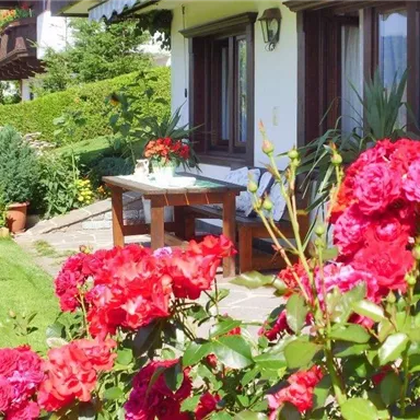 A cozy garden with colorful roses and a table in front of a house. The surroundings are green and inviting.