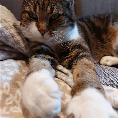 Eine gemütliche Katze mit einem gestreiften Fell liegt entspannt auf einer Decke. Ihre Pfoten sind weit ausgestreckt und gut sichtbar.