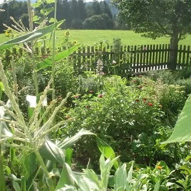 A lush garden with many flowers and plants. In the background, there is a wooden fence and green meadows.