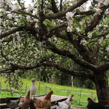 Eine Gruppe von Hühnern steht unter einem blühenden Baum. Im Hintergrund ist eine grüne Wiese zu sehen.