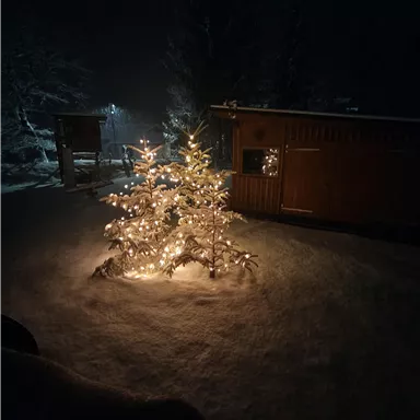 A snow-covered garden with two illuminated fir trees in the darkness. In the background, a wooden cabin is visible.