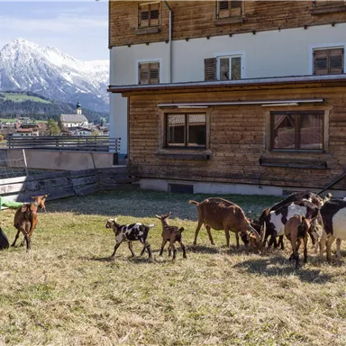 Eine Frau sitzt auf einer Wiese und kümmert sich um Ziegen. Im Hintergrund sind Berge und ein Holzgebäude zu sehen.