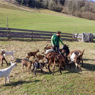 Ein Mann füttert eine Gruppe von Ziegen auf einer Wiese. Die Umgebung ist grün und ländlich mit einem Holzzaun im Hintergrund.