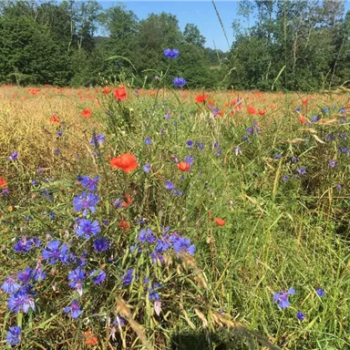 Ein blühendes Feld mit roten und blauen Blumen, umgeben von hohem Gras. Im Hintergrund sind Bäume und ein klarer Himmel sichtbar.