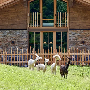 Die neugierigen Alpakas, direkt vor Eurem Gartenzaun.  Das Haus hat große Fenster und eine schöne Veranda.