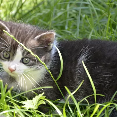 Eine süße kleine Katze liegt im grünen Gras. Sie hat graues Fell mit weißen Abzeichen und schaut neugierig.