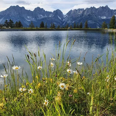 Ein schöner See umgeben von Wiesen mit bunten Blumen. Im Hintergrund sind majestätische Berge zu sehen.