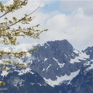Ein Blick auf schneebedeckte Berge unter einem wolkigen Himmel. Im Vordergrund blühen Bäume mit weißen Blüten.