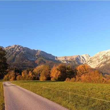 A picturesque landscape with mountains in the background and colorful trees in the foreground. A quiet road winds through the green valley.