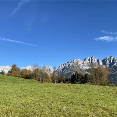 Eine grüne Wiese mit Kühen im Vordergrund und majestätischen Bergen im Hintergrund. Der Himmel ist klar und blau.