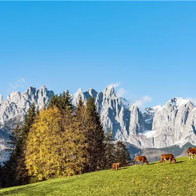 An idyllic landscape with grazing cows and majestic mountains in the background. The sky is clear and blue, and the autumn tree adds a beautiful color palette.