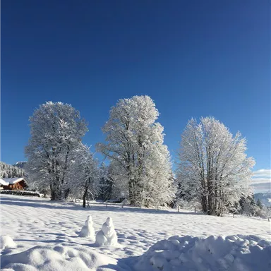 Eine verschneite Landschaft mit hohen, frostigen Bäumen unter einem klaren blauen Himmel. Der Schnee bedeckt den Boden und formt sanfte Hügel.