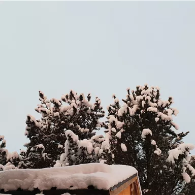 Eine verschneite Landschaft mit Tannenbäumen und einem hellen Himmel. Der Schnee liegt auf dem Dach und den Zweigen.
