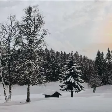 Eine verschneite Winterlandschaft mit Bäumen und einem klaren Himmel. Die Sonne geht langsam auf und taucht die Szene in sanftes Licht.