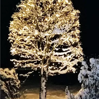 Ein schneebedeckter Baum, der mit warmen Lichtern beleuchtet ist, steht in der Dunkelheit. Die weiße Schneedecke sorgt für eine festliche Stimmung.