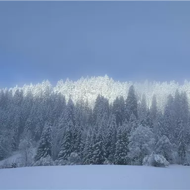 Ein verschneiter Wald unter einem klaren Himmel. Die Bäume sind mit einer weißen Schneedecke bedeckt.