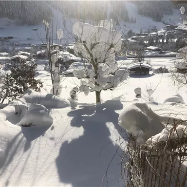 Eine verschneite Landschaft mit Bäumen und Sträuchern. Die Sonne scheint hell und wirft Schatten auf den frischen Schnee.