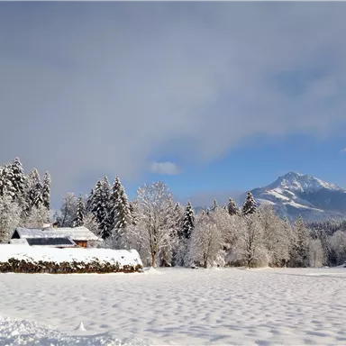 A winter landscape with snow-covered trees and a peaceful farmhouse. In the background, a tall mountain is visible under a clear blue sky.