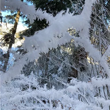 A snowy landscape with icy branches and trees. The scene exudes a tranquil winter atmosphere.