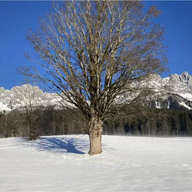 A single tree stands in a snow-covered landscape. In the background, majestic mountains and a clear blue sky can be seen.