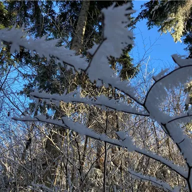 A snowy forest with snow-covered branches and a clear, blue sky. The trees look wintery and peaceful.