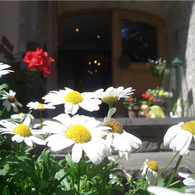 Blooming daisies in the foreground, with a bright front door in the background. The image conveys a cheerful and inviting atmosphere.