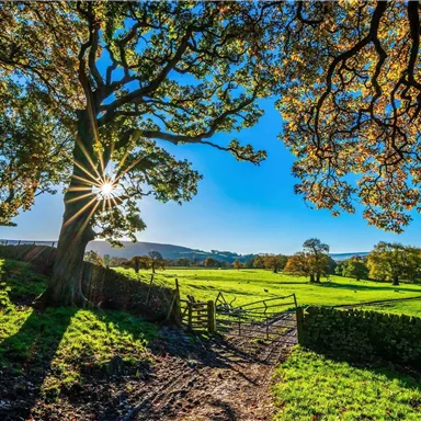 A picturesque landscape with a large tree and green meadows. The sun shines through the leaves, creating a warm atmosphere.