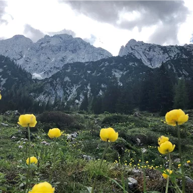 A picturesque mountain landscape with snow-covered peaks and green meadows. Yellow flowers bloom in the foreground, while the sky is partly cloudy.