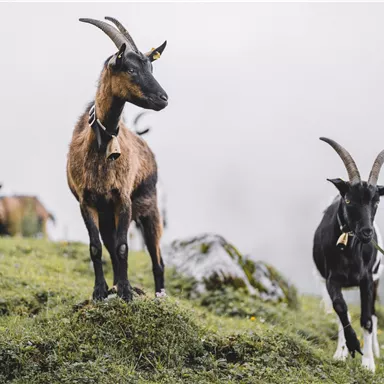 Two goats are standing on a green meadow in the mountains. The sky is gray and cloudy.