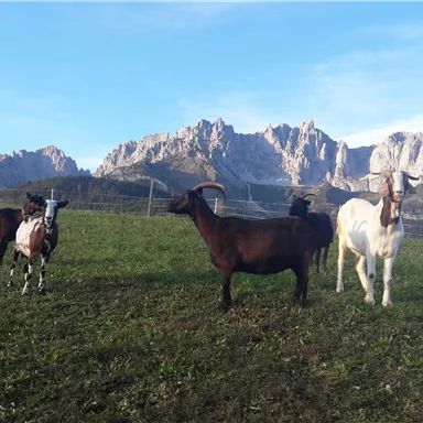 A group of goats stands on a green meadow with mountains in the background. The sky is clear and blue.